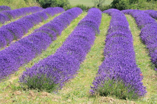 Wedding Confetti – Blue Lavender