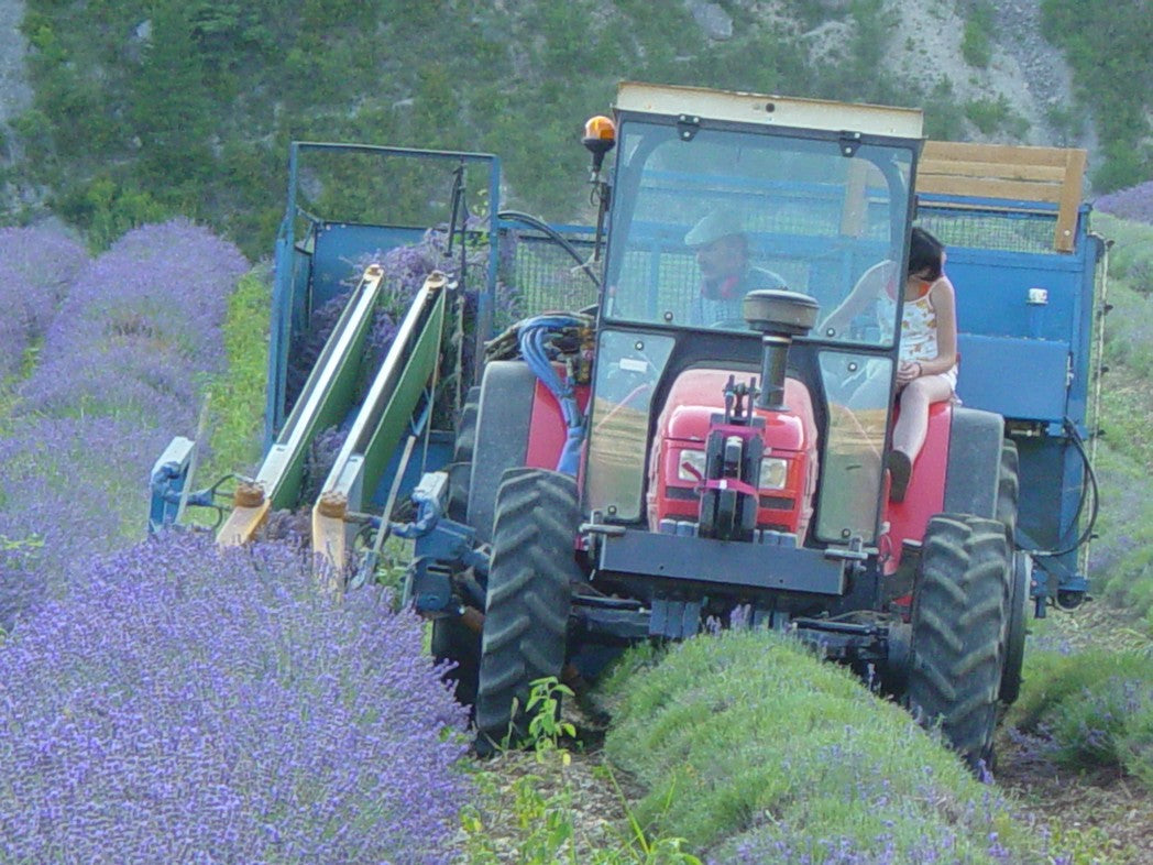 Lavender being harvested in Provence